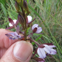 Eulophia zeyheriana