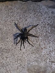 Chaetopelma olivaceum