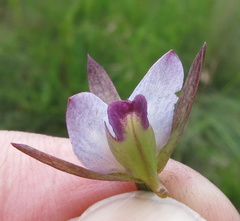 Eulophia zeyheriana