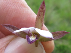 Eulophia zeyheriana