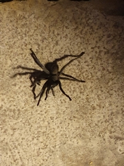 Chaetopelma olivaceum