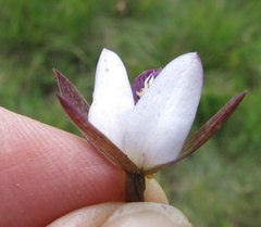 Eulophia zeyheriana