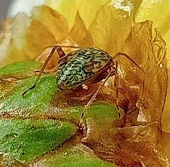 Taylorilygus apicalis