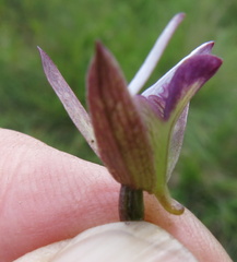 Eulophia zeyheriana