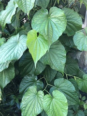 Dioscorea bulbifera