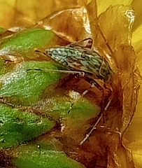 Taylorilygus apicalis