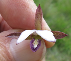 Eulophia zeyheriana