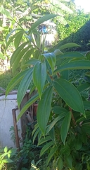 Costaceae