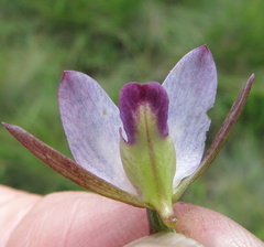 Eulophia zeyheriana