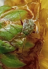 Taylorilygus apicalis