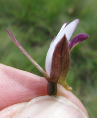 Eulophia zeyheriana