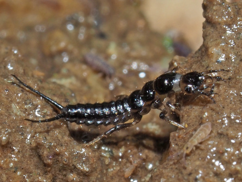 Hairy-horned Springtail-hunter, photo 5 of 10