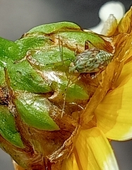 Taylorilygus apicalis