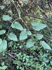 Clematis brachiata