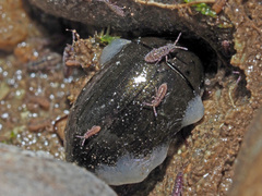 Isotomurus