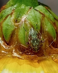 Taylorilygus apicalis