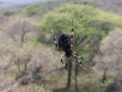 Nephilingis cruentata