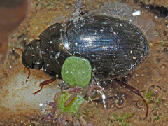 Hydrobius