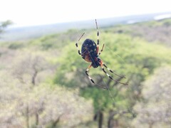 Nephilingis cruentata