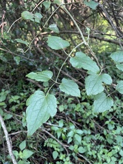 Clematis brachiata