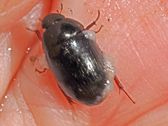Hydrobius