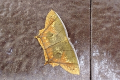 Thinopteryx citrina