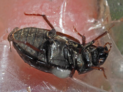Hydrobius
