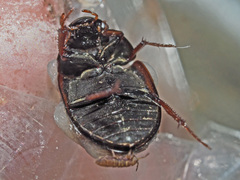 Hydrobius