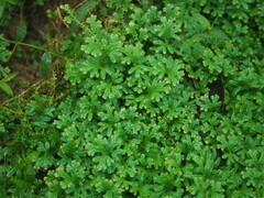 Selaginella uncinata