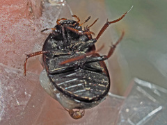 Hydrobius