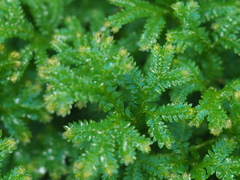Selaginella uncinata