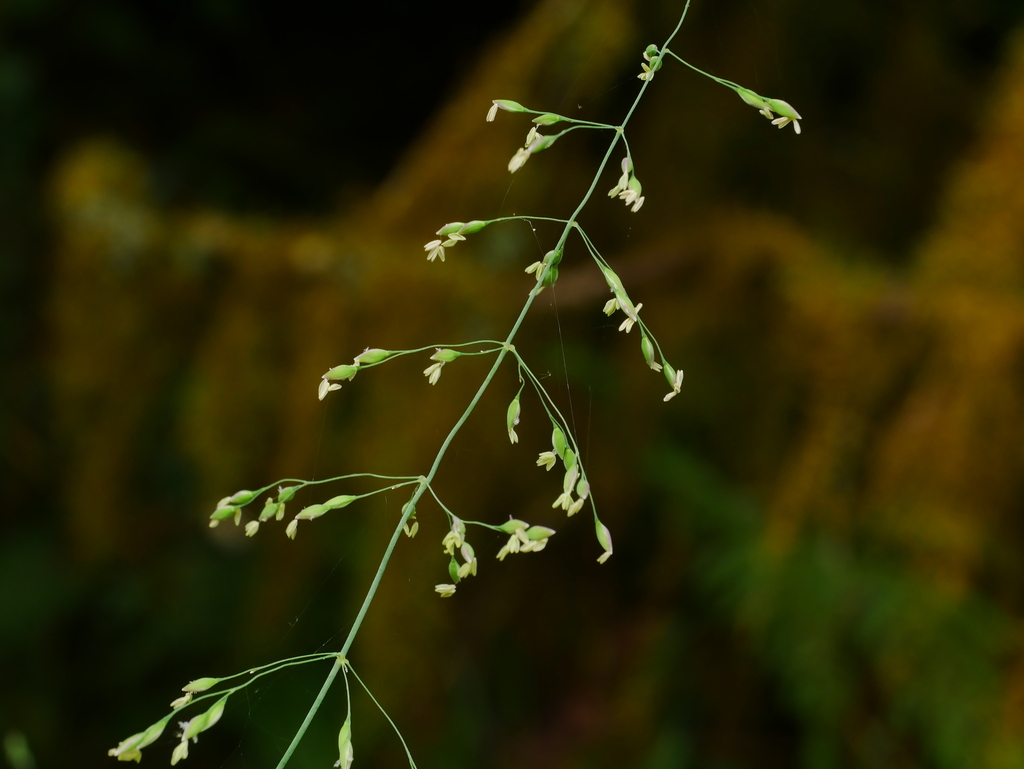 Wood Millet