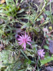 Carduus pycnocephalus