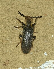 Cleridae