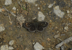 Piruna aea
