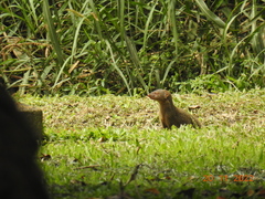 Urva auropunctata