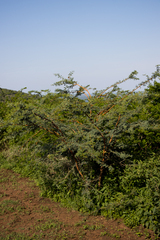 Vachellia montana