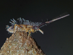 Orchesella flavescens