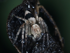 Hamataliwa