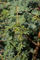 Vachellia montana
