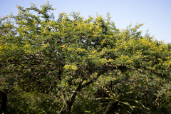 Vachellia nilotica