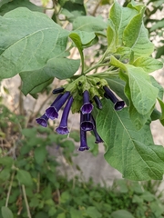 Iochroma cyaneum