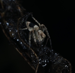 Hamataliwa