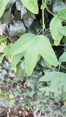 Passiflora subpeltata