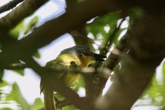 Malaconotus blanchoti