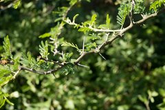Vachellia nilotica