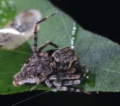Hamataliwa