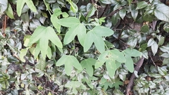 Passiflora subpeltata