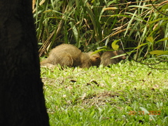 Urva auropunctata