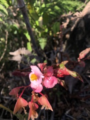 Begonia